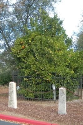 The Mother Orange Tree of Butte County. Click for full size. The Mother Orange Tree of Butte County image. Click for full size.