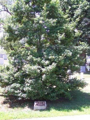 93rd Bombardment Group (Heavy) Marker and Memorial American Holly Tree image. Click for full size.