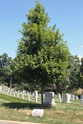 U. S. Army Reserves Marker and Memorial October Glory Red Maple Tree image. Click for full size.