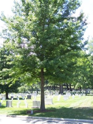 63rd Infantry Division Marker and Memorial Pin Oak Tree image. Click for full size.