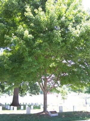 U.S. Navy Cruiser Sailors Association Marker and Red Maple Memorial Tree image. Click for full size.