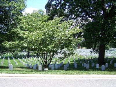 American Ex-Prisoners of War Marker and Kousa Dogwood Memorial Tree image. Click for full size.