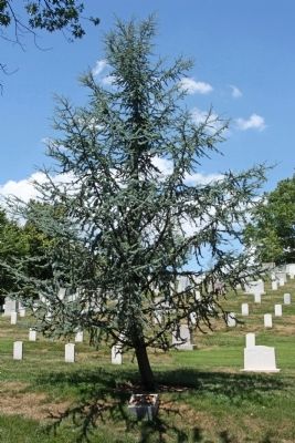 The Peacemaker Marker and  Blue Atlas Cedar Memorial Tree image. Click for full size.