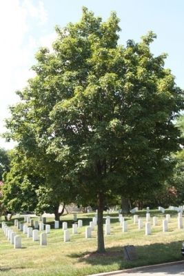 The Tuskegee Airmen of World War II Marker and Sugar Maple Memorial Tree image. Click for full size.
