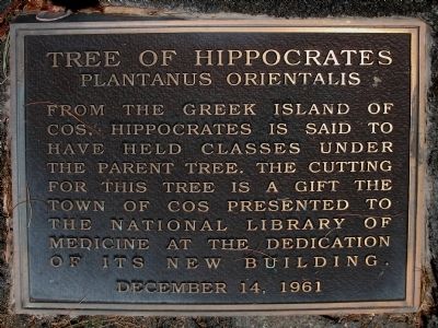 Tree of Hippocrates Marker. Click for full size. Tree of Hippocrates Marker image. Click for full size.