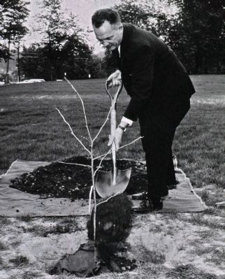 Tree of Hippocrates Planted 1961 image. Click for full size.