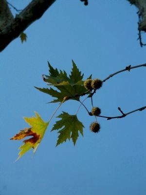 Leaves and Fruit of the Tree of Hippocrates. Click for full size. Leaves and Fruit of the Tree of Hippocrates image. Click for full size.