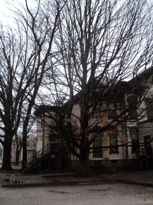 Henry Clay Oak. Click for full size. Henry Clay Oak image. Click for full size.