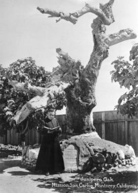 The Junipero Oak image. Click for full size.
