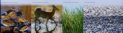 An Abundance of Life. Click for full size. An Abundance of Life image. Click for full size.