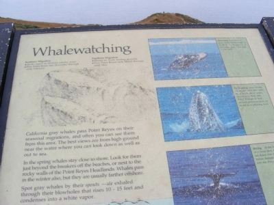 Whalewatching Marker image. Click for full size.