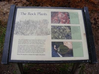 The Rock Plants Marker image. Click for full size.