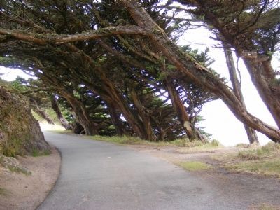 A Trail Overlooking the Pacific Ocean. Click for full size. A Trail Overlooking the Pacific Ocean image. Click for full size.