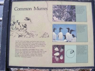 Common Murres Marker image. Click for full size.