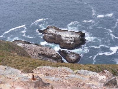 Common Murres on the Rocks. Click for full size. Common Murres on the Rocks image. Click for full size.