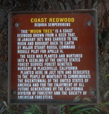 Moon Tree Marker. Click for full size. Moon Tree Marker image. Click for full size.