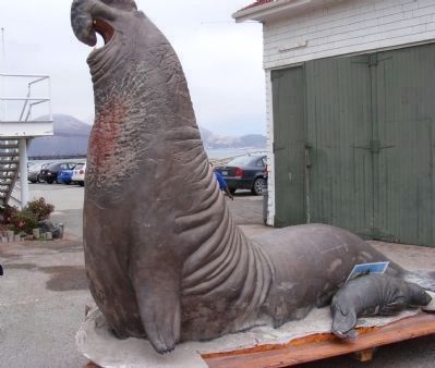 An Elephant Seal Sculpture Located at the Sanctuary Museum image. Click for full size.