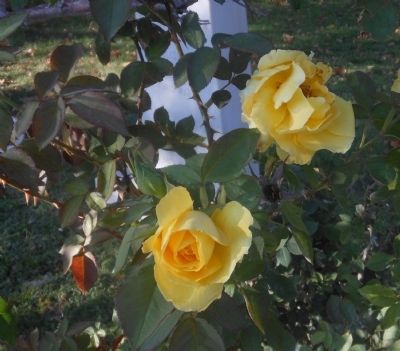 Brewster County Jail WWII Monument w/ Yellow Roses of Texas. Click for full size. Brewster County Jail WWII Monument w/ Yellow Roses of Texas image. Click for full size.
