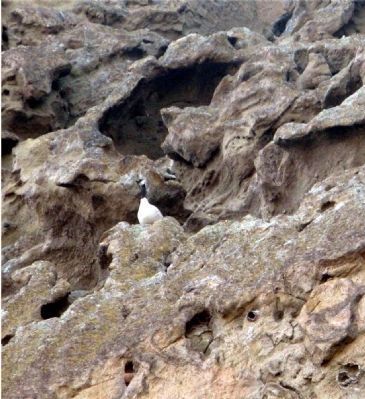 Well, Not Exactly a Bird of Prey, But..... Click for full size. Well, Not Exactly a Bird of Prey, But.... image. Click for full size.