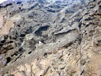 Close-Up of Crevices and Nestholes. Click for full size. Close-Up of Crevices and Nestholes image. Click for full size.