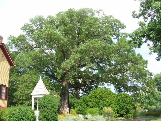 Giant tree at Ash Lawn - Highland. Click for full size. Giant tree at Ash Lawn - Highland image. Click for full size.