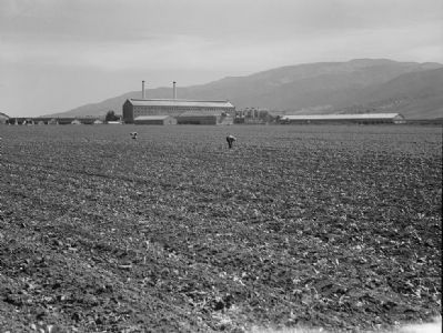 <i>Spreckels Sugar Factory and Sugar Beet Field...Monterey...</i>. Click for full size. <i>Spreckels Sugar Factory and Sugar Beet Field...Monterey...</i> image. Click for full size.