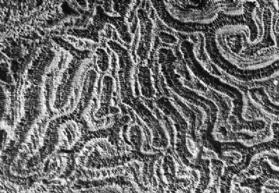 Fossil corals seen at Vizcaya. Click for full size. Fossil corals seen at Vizcaya image. Click for full size.