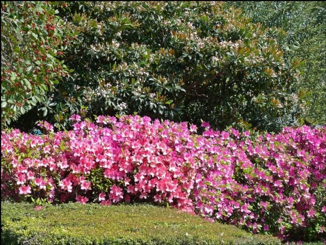 Forum of Civics of River Oaks Garden Club Grounds. Click for full size. Forum of Civics of River Oaks Garden Club Grounds image. Click for full size.