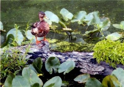 Pond Duck. Click for full size. Pond Duck image. Click for full size.