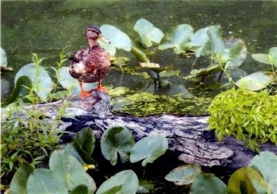 Pond Duck image. Click for full size.