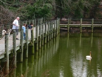 Swan Watching. Click for full size. Swan Watching image. Click for full size.
