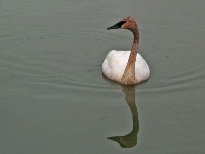Trumpeter Swan. Click for full size. Trumpeter Swan image. Click for full size.