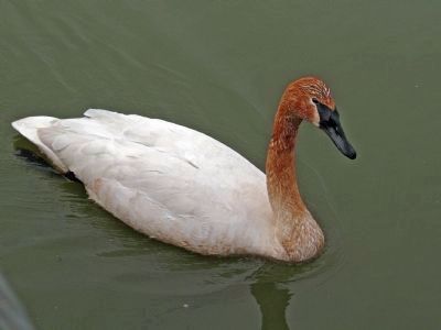 Trumpeter Swan. Click for full size. Trumpeter Swan image. Click for full size.