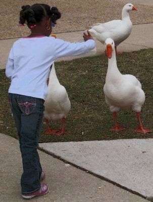 Feeding Geese. Click for full size. Feeding Geese image. Click for full size.