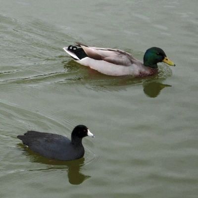 Coot and Mallard. Click for full size. Coot and Mallard image. Click for full size.
