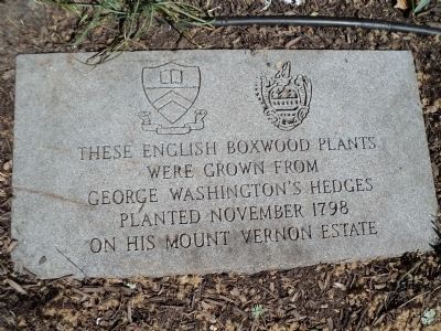 English Boxwood Plants Marker. Click for full size. English Boxwood Plants Marker image. Click for full size.