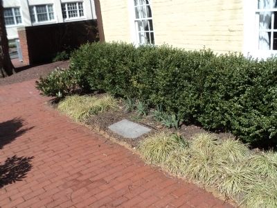 English Boxwood Plants Marker. Click for full size. English Boxwood Plants Marker image. Click for full size.