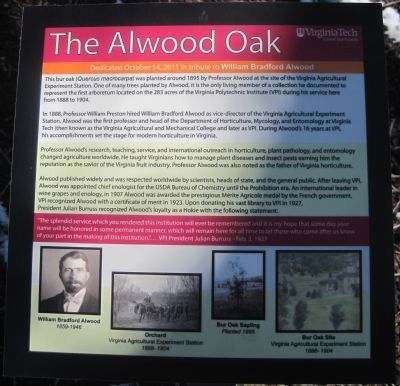 The Alwood Oak Marker image. Click for full size.