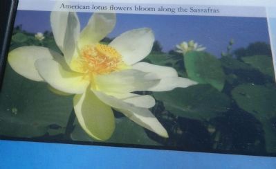 American lotus flowers bloom along the Sassafras image. Click for full size.