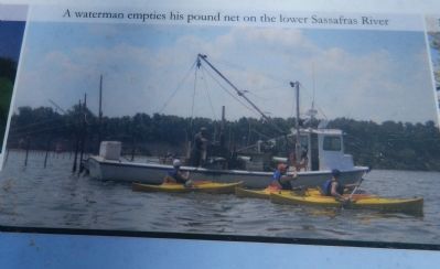 A waterman empties his pound net on the lower Sassafras River image. Click for full size.