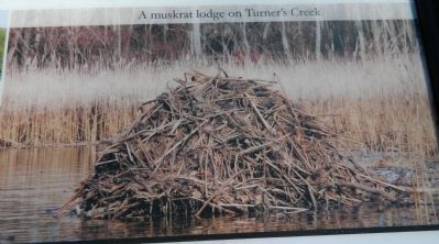 A muskrat lodge on Turner's Creek image. Click for full size.