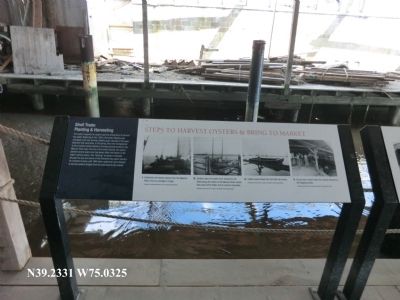 Steps to Harvest Oysters and Bring to Market Marker. Click for full size. Steps to Harvest Oysters and Bring to Market Marker image. Click for full size.