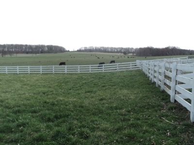 Cows at the Eisenhower Farm. Click for full size. Cows at the Eisenhower Farm image. Click for full size.