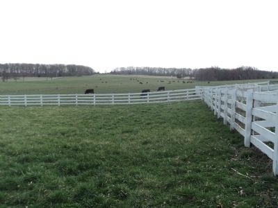 Cows at the Eisenhower Farm image. Click for full size.