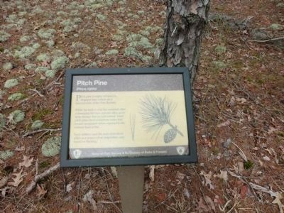 Pitch Pine Sign image. Click for full size.