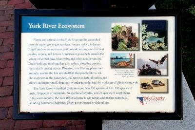 York River Ecosystem Marker. Click for full size. York River Ecosystem Marker image. Click for full size.