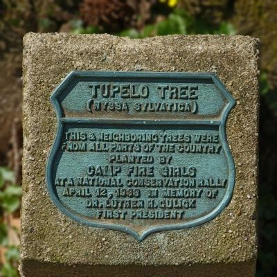 Tupelo Tree Marker. Click for full size. Tupelo Tree Marker image. Click for full size.