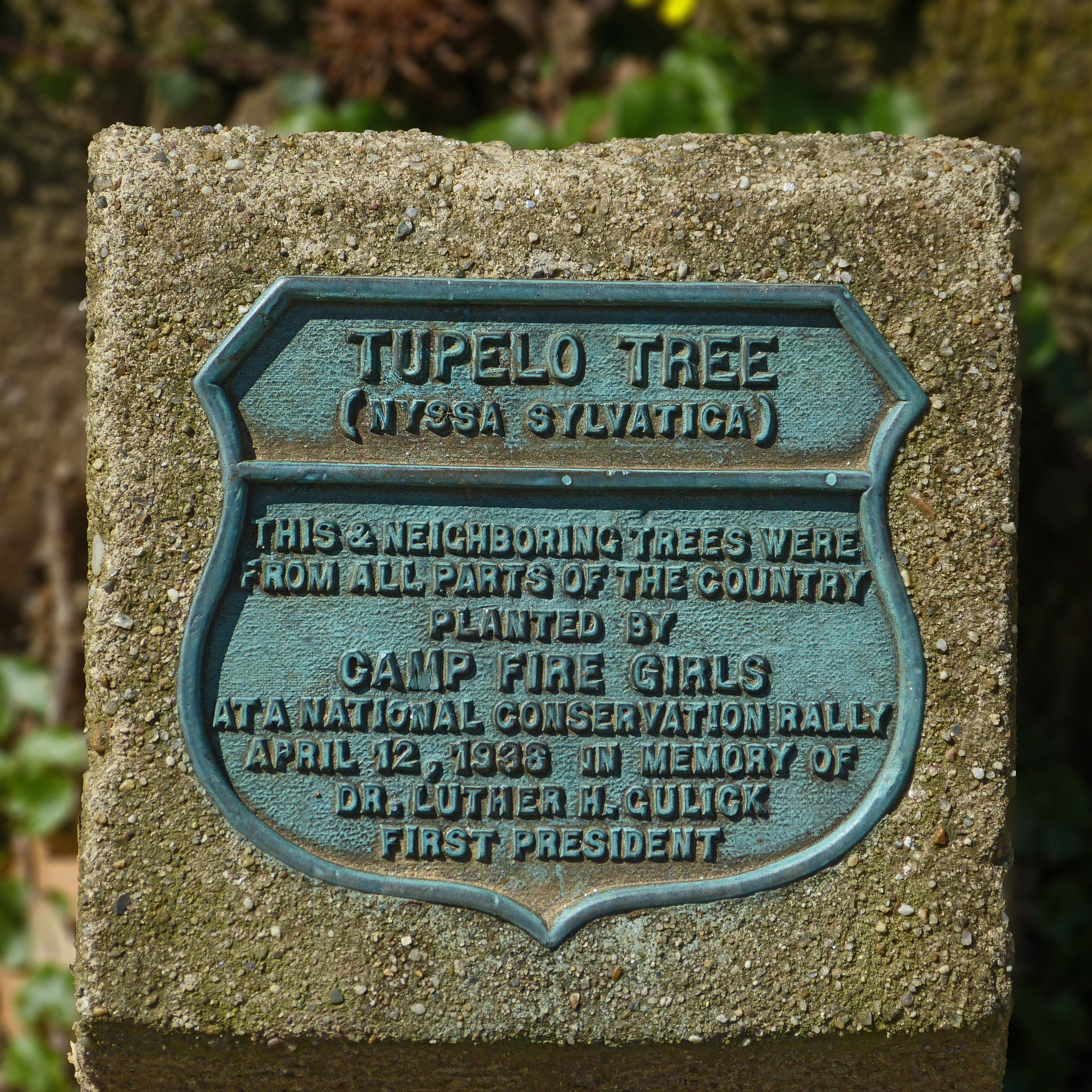 Tupelo Tree Marker