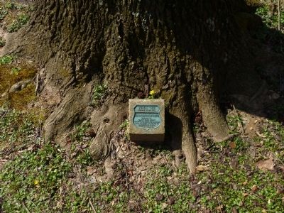Tupelo Tree Marker image. Click for full size.