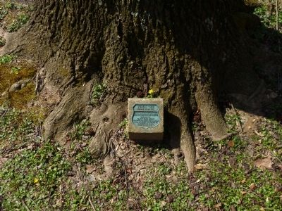 Tupelo Tree Marker. Click for full size. Tupelo Tree Marker image. Click for full size.